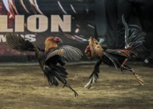 Lời Khuyên Chuyên Gia Từ Bj39: Kỹ Thuật "Vần" Tinh Thần