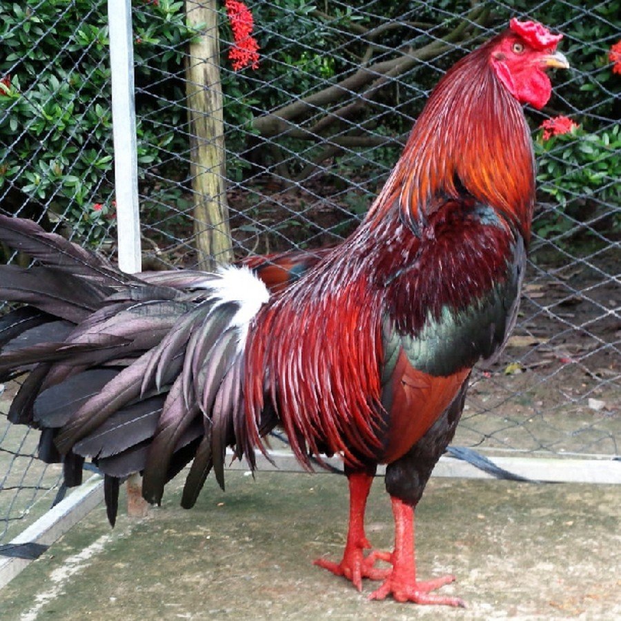 Bí Quyết Nuôi Gà Trước Khi Ra Độ