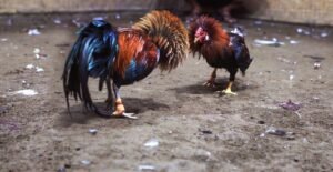 Tuyệt Chiêu Nâng Cao: Xem "Màu Mạng" & Chọn Ngày Xuất Quân