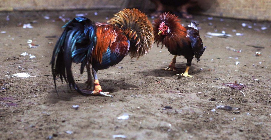 Tuyệt Chiêu Nâng Cao: Xem "Màu Mạng" & Chọn Ngày Xuất Quân