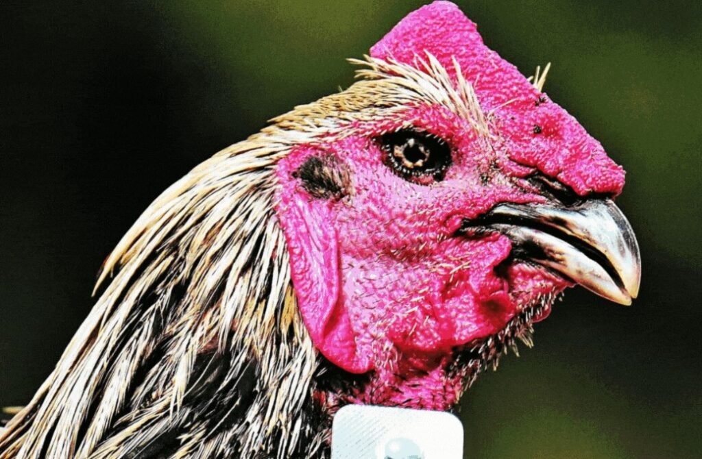 Tại Sao Việc Hiểu Rõ Luật Lại Quan Trọng Với Người Chơi Gà?