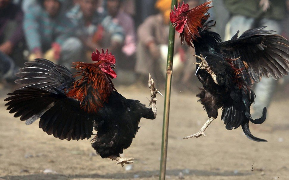 ĐÁ GÀ ONLINE CÓ BỊ PHẠT KHÔNG? - Hướng Dẫn Pháp Lý Chi Tiết