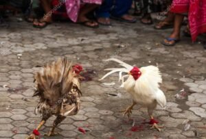 Đá Gà Online Có Bị Phạt Không? Sự Thật Về Ranh Giới Giữa Đam Mê & Vòng Lao Lý