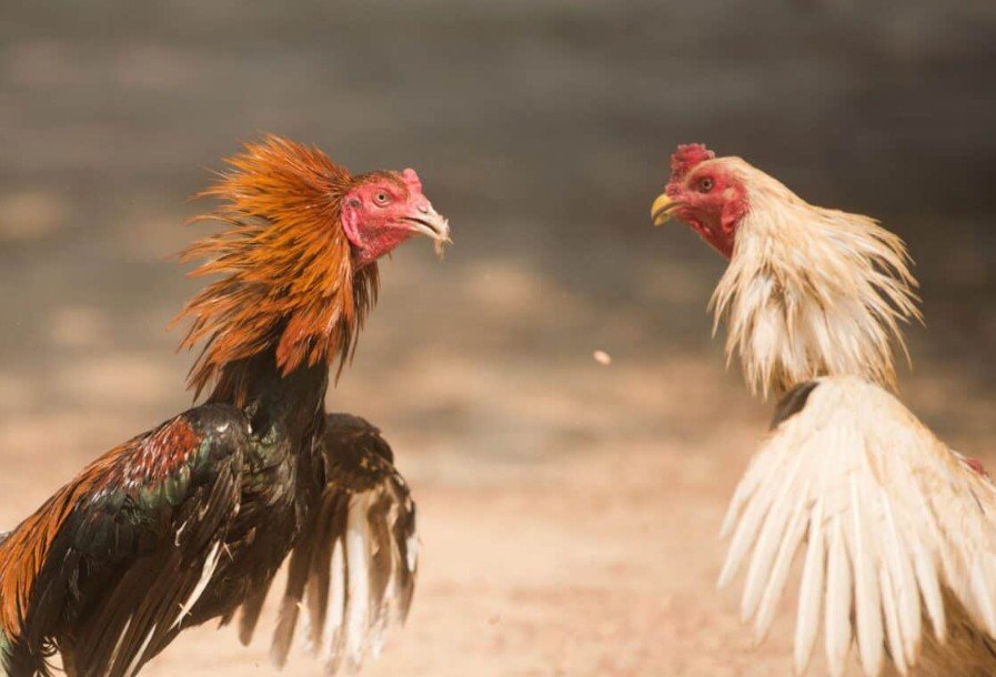 CẢNH BÁO - NHỮNG LOẠI VẢY "TỬ THẦN" CHO CHỦ NUÔI