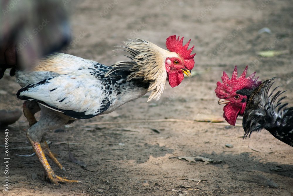 Kỹ Thuật Chăm Sóc Nâng Cao: "Om Bóp" và "Vô Nghệ"