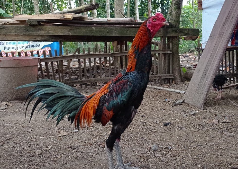 Bối Cảnh Lịch Sử: Khi Đá Gà Là Một Nghệ Thuật