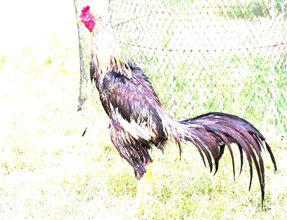 Hướng Dẫn Chi Tiết Cách Khắc Phục Gà Không Chịu Đá Hiệu Quả