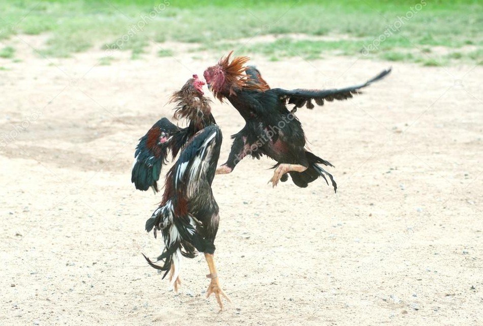 Giải Quyết Vấn Đề & Lời Khuyên Chuyên Gia