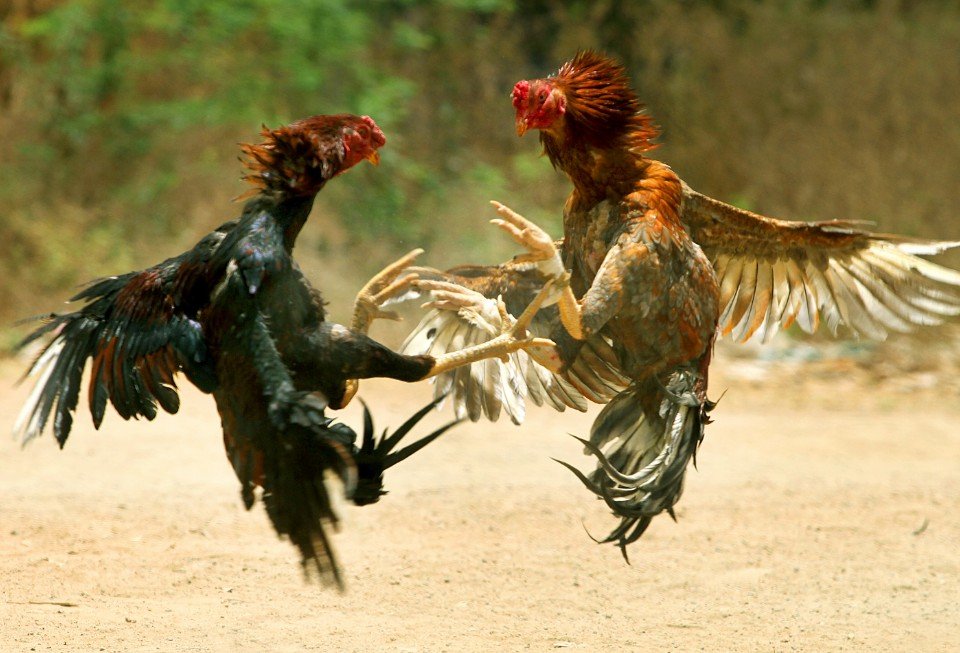 CHIẾN LƯỢC CỦA TẠ ANH & LỜI KHUYÊN