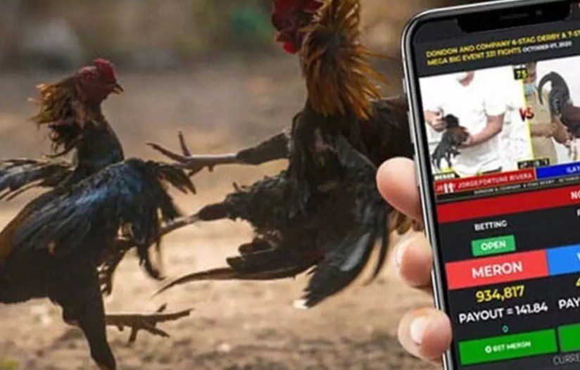 TẠI SAO ĐÁ GÀ TRÊN MẠNG LUÔN THUA? - Phân Tích Dưới Góc Độ Chuyên Môn