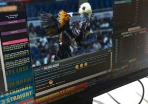 Tại Sao Đá Gà Trên Mạng Luôn Thua? Vén Màn Bí Mật Từ "Kê Kinh" Và Thực Tế