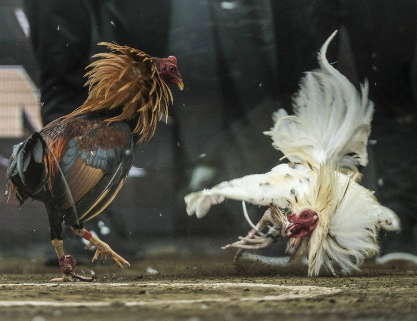 [VẢY GÀ CHỌI ĐỘC] - HƯỚNG DẪN NHẬN DIỆN CHI TIẾT TỪ A-Z