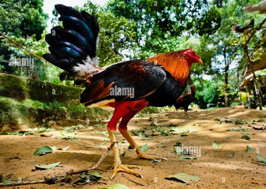 Bí Quyết Của Trang chủ Bj39: Nhìn Vảy & Tướng Đoán Lối Đá