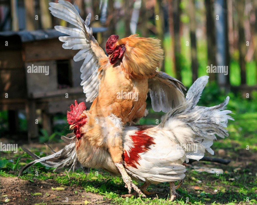 Phân Tích 5 Lối Gà Chọi "Sát Thủ" & Cách Nhận Biết