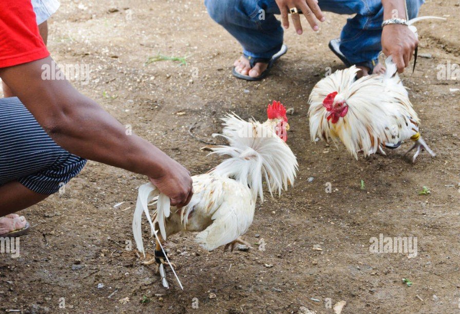 Tại Sao [Lối Gà Chọi Hay Nhất] Lại Quan Trọng Hơn Cả Tông Dòng?