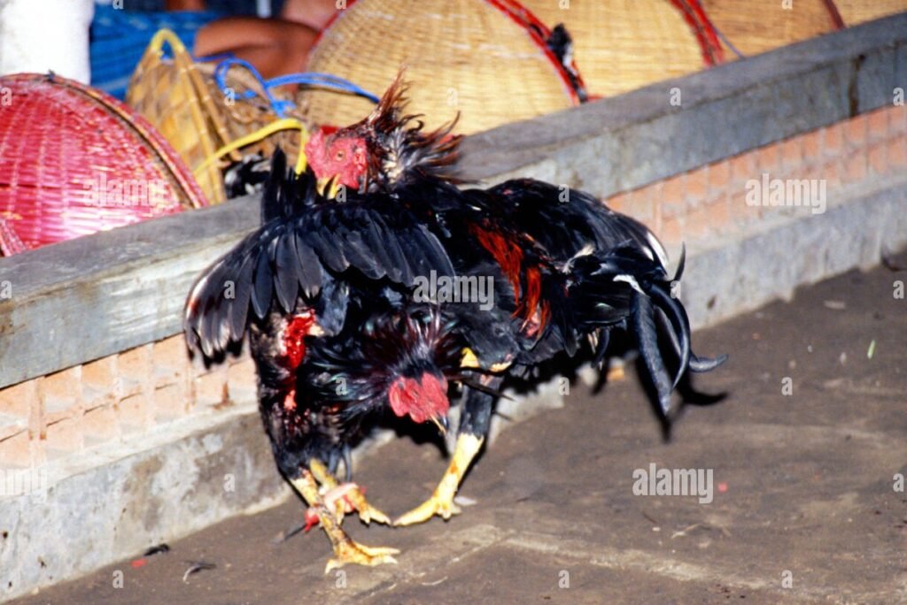 Tại Sao CÁCH XEM MÀU MẠNG GÀ ĐÁ Lại quan trọng