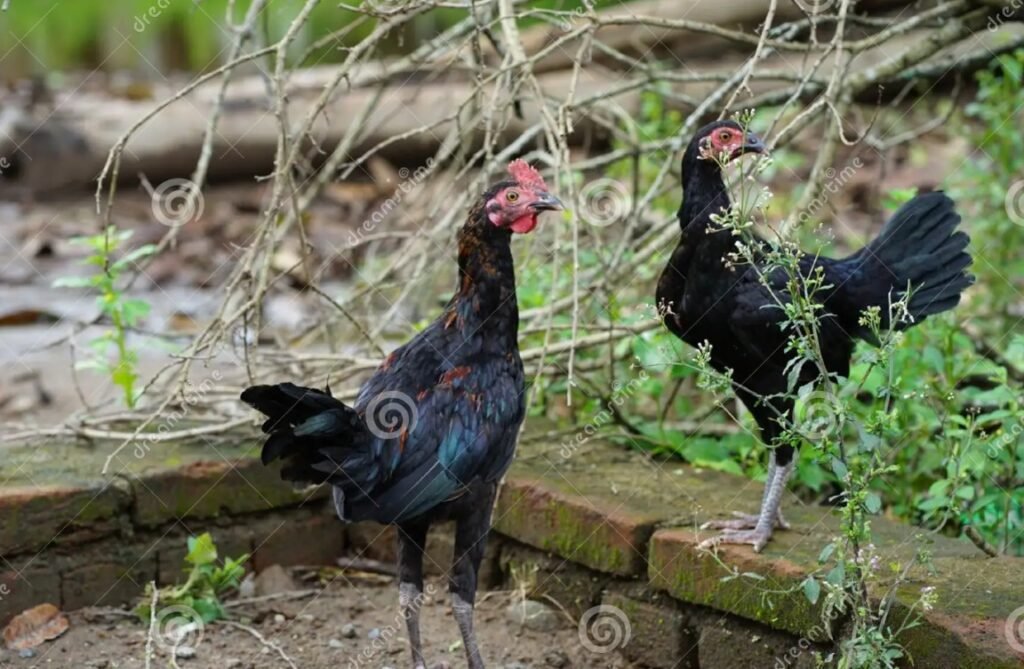 Giải Quyết Vấn Đề Nâng Cao & Lời Khuyên Chuyên Gia