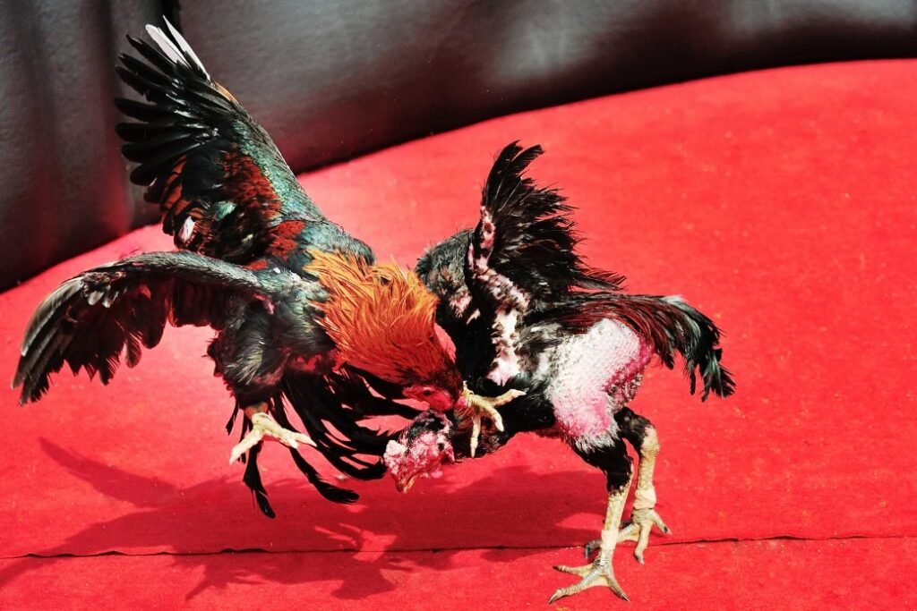 Quy Trình Bí Kíp Thúc Gà Đá Mau Mập Gà Đá Từ A-Z: Chế Độ Dinh Dưỡng Vàng