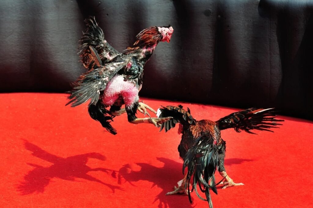 Chế Độ Tập Luyện & Chăm Sóc: Bí Quyết Của Bj39