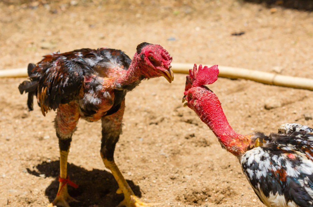 Giải Quyết Vấn Đề Nâng Cao & Lời Khuyên