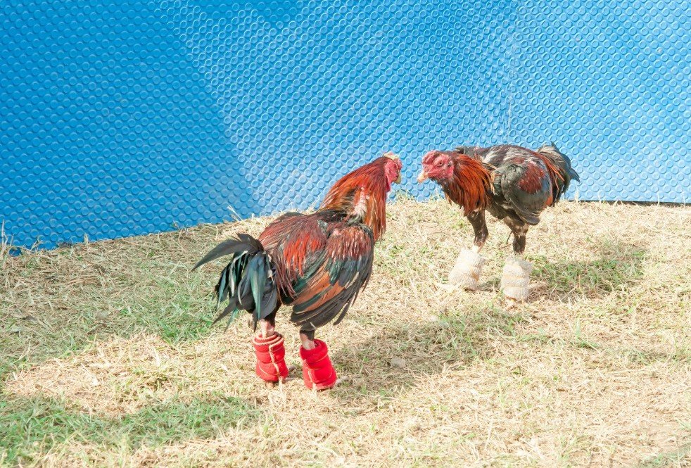 Cách Nuôi Gà Chọi Con Khỏe Mạnh: Bí Quyết Đúc "Chiến Kê" Từ Thuở Còn Thơ