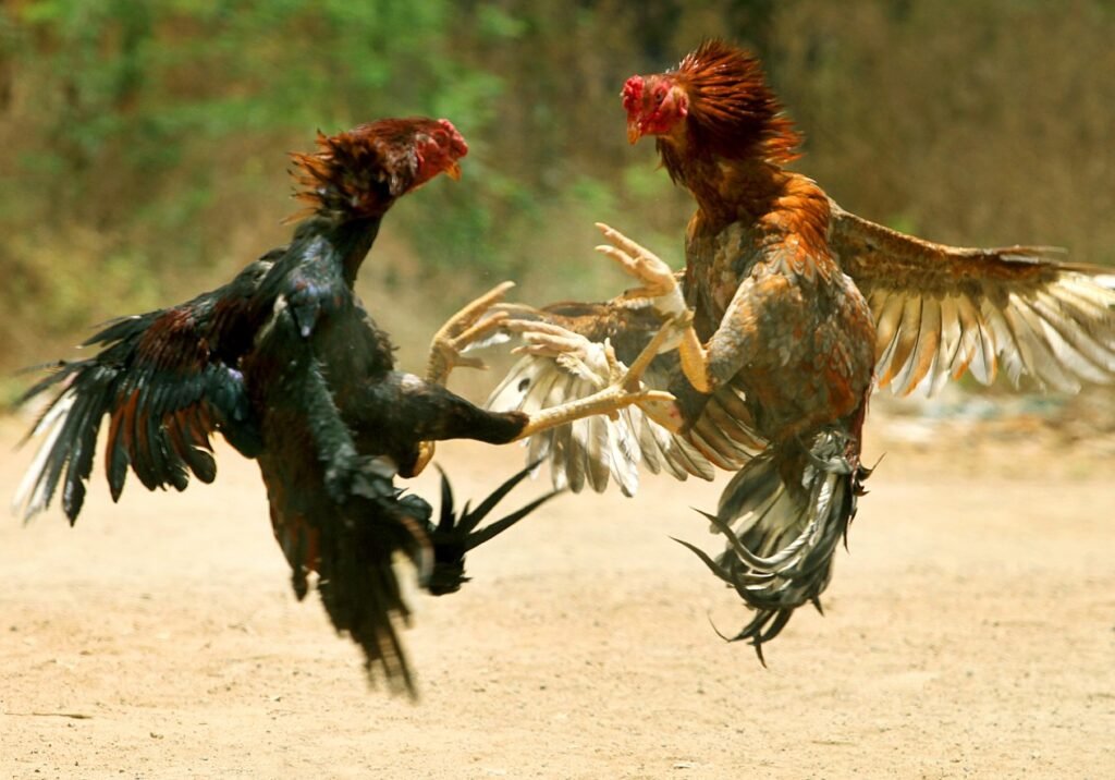 Tại Sao Thời Điểm "Thử Chân" Lại Quyết Định Thành Bại?