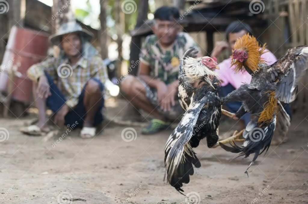 [Gà Chọi Mấy Tháng Thì Thử Chân] Lộ Trình Thử Chân Gà Chọi Theo Từng Giai Đoạn