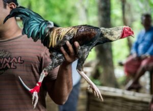 Nguyên Tắc An Toàn Khi Xổ Gà (Lời Khuyên Từ Chuyên Gia)