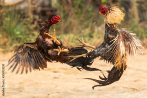 Những cú lừa "Vảy gà giả" và bài học xương máu