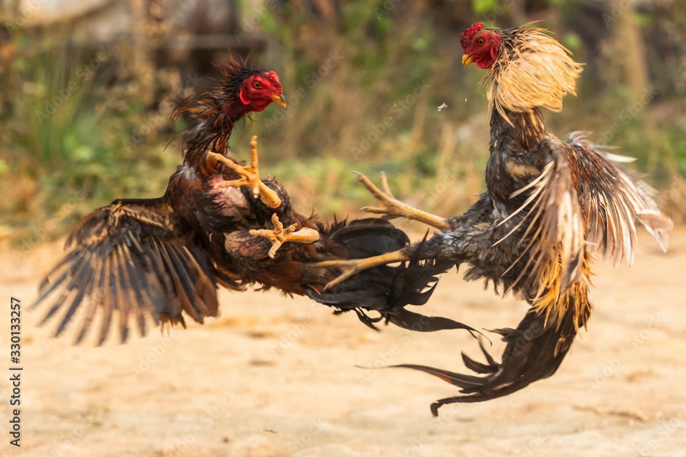 Những cú lừa "Vảy gà giả" và bài học xương máu