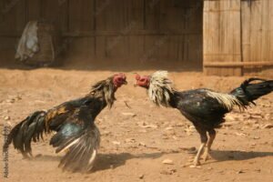 Quy trình huấn luyện thể lực và rèn luyện kỹ năng thực chiến