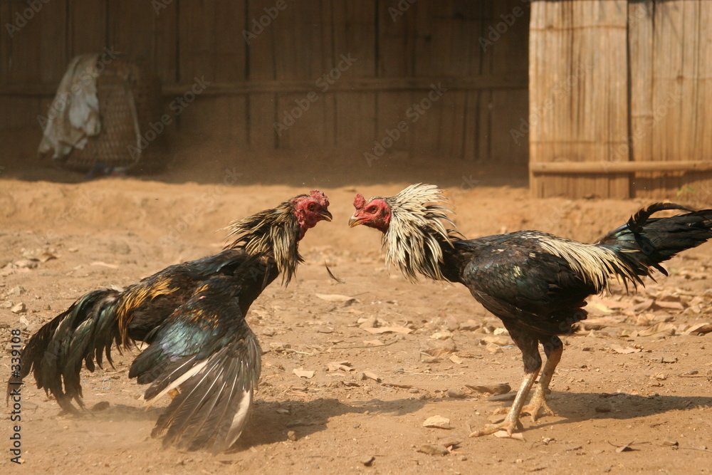 Quy trình huấn luyện thể lực và rèn luyện kỹ năng thực chiến