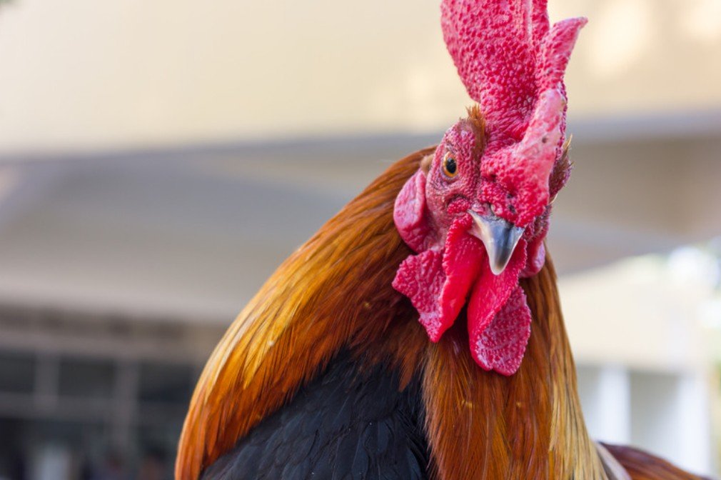 Cách xem màu mạng gà đá theo ngày Tại Sao Lại Quan Trọng?