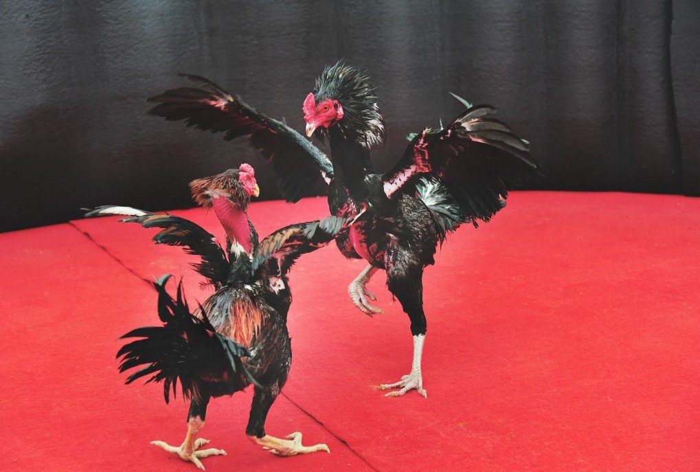 Cách Xem Màu Mạng Gà Đá Theo Ngày: Hướng Dẫn Chi Tiết