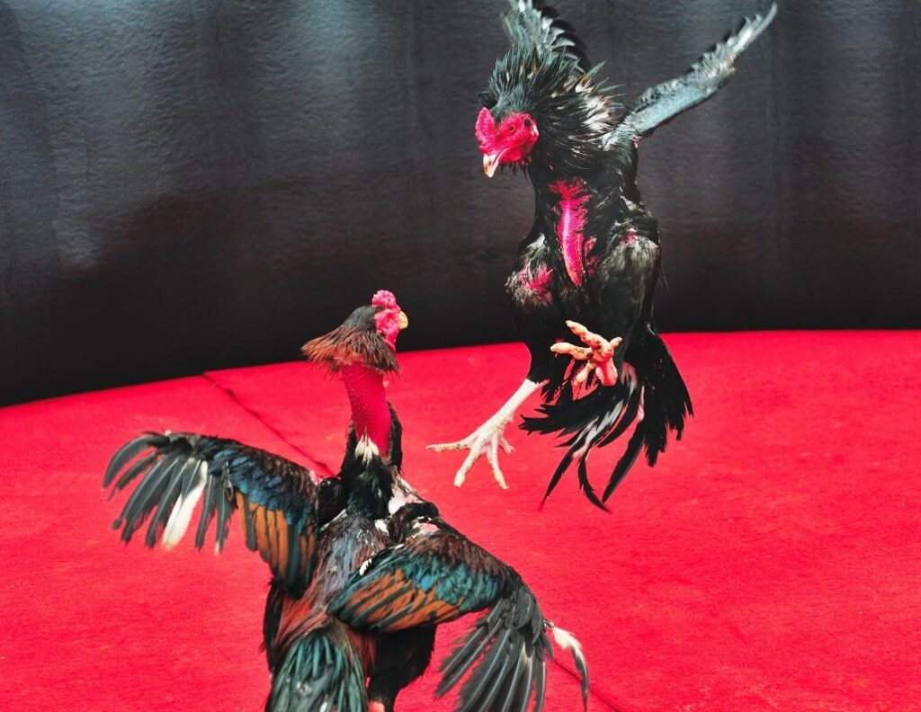 Lời Khuyên Từ Chuyên Gia: Đừng Chỉ Tin Vào Màu Mạng