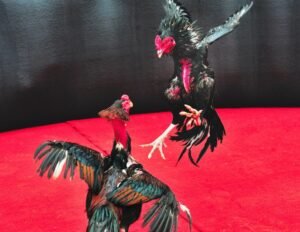 Lời Khuyên Từ Chuyên Gia: Đừng Chỉ Tin Vào Màu Mạng