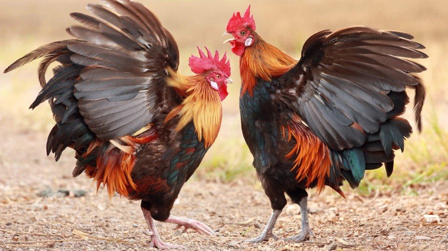 Tại sao Xem Vảy Gà Tốt Xấu lại quan trọng đến thế