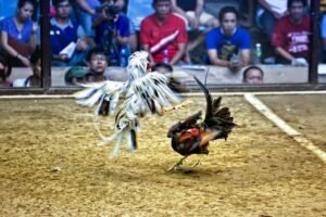 Tổng hợp kinh nghiệm từ "Kinh Kê Diễn Nghĩa" và "Thú Nuôi Gà Nòi"