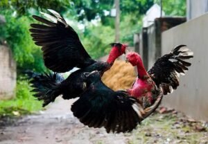 Chăm sóc "Hậu điều trị": Để gà lấy lại phong độ đỉnh cao