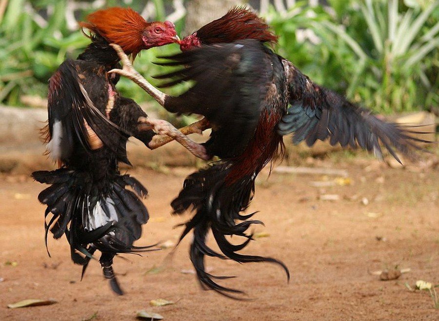 Dấu hiệu nhận biết gà bị lác đồng tiền, nấm da