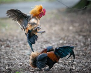 Những tình huống "dở khóc dở cười" khi xem màu mạng