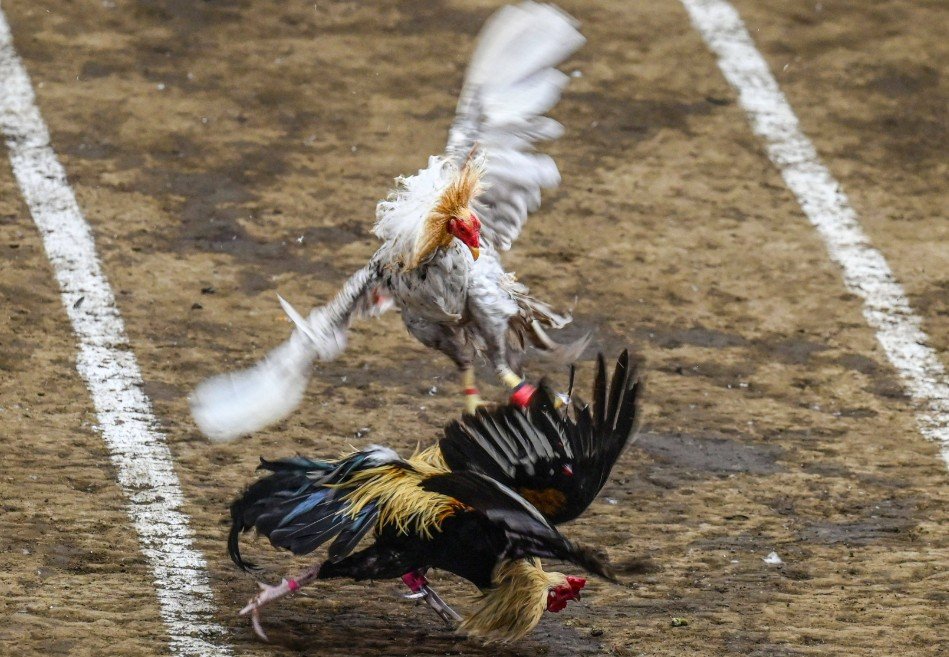 Đá gà online có bị phạt không? Câu trả lời từ góc độ pháp luật