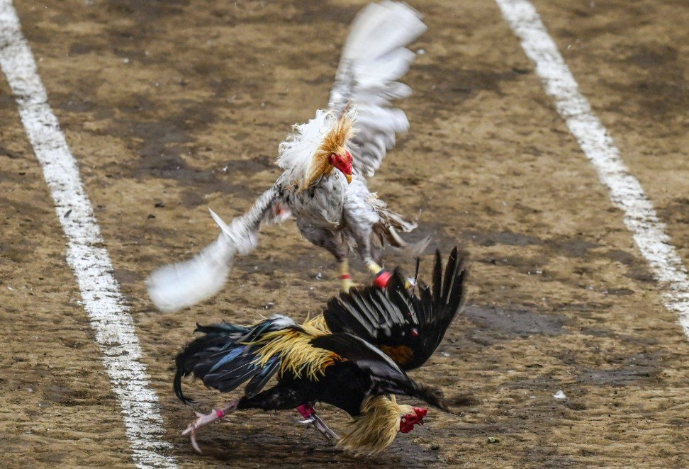 Từ cá độ sang đam mê: Bảo tồn giống gà nòi theo tài liệu "Kinh Kê Diễn Nghĩa"